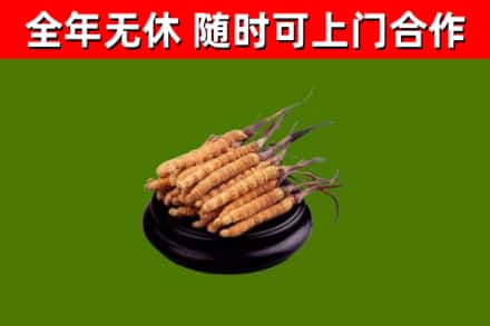陕州区回收冬虫夏草