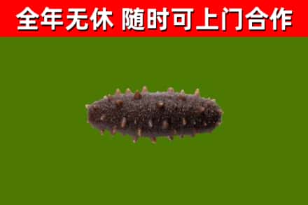 陕州区回收海参干